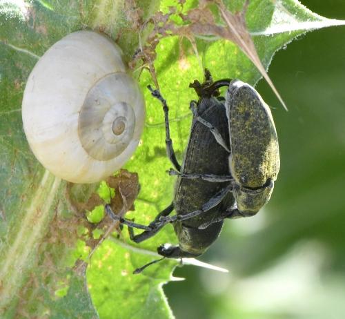 Larinus cynarae